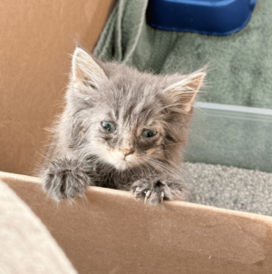 Couple Saves Kitten From the Highway—Then Her Luck Drastically Changes