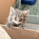 Couple Saves Kitten From the Highway—Then Her Luck Drastically Changes