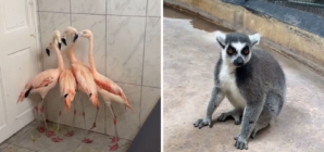 Flamingos, lions, lemurs: How Jamaica zoo gets ready for Hurricane Melissa