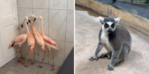 Flamingos, lions, lemurs: How Jamaica zoo gets ready for Hurricane Melissa