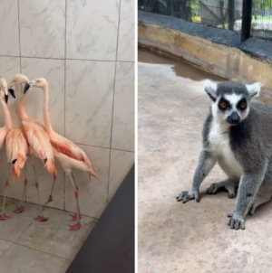 Flamingos, lions, lemurs: How Jamaica zoo gets ready for Hurricane Melissa