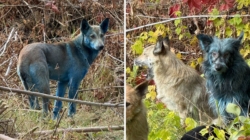Mystery of Blue Dogs at Chernobyl Disaster Site May Have Been Solved