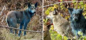 Mystery of Blue Dogs at Chernobyl Disaster Site May Have Been Solved