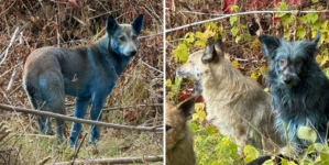 Mystery of Blue Dogs at Chernobyl Disaster Site May Have Been Solved