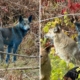 Mystery of Blue Dogs at Chernobyl Disaster Site May Have Been Solved
