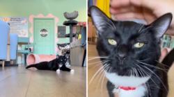 Tears as Shelter Cat With Limp After ‘Horrible’ Past Hopes for New Home