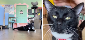 Tears as Shelter Cat With Limp After ‘Horrible’ Past Hopes for New Home