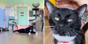 Tears as Shelter Cat With Limp After ‘Horrible’ Past Hopes for New Home