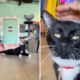 Tears as Shelter Cat With Limp After ‘Horrible’ Past Hopes for New Home