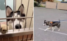 Dog Waits 532 Days in Shelter, Then Comes Happy Ending