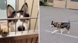 Dog Waits 532 Days in Shelter, Then Comes Happy Ending