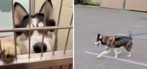 Dog Waits 532 Days in Shelter, Then Comes Happy Ending