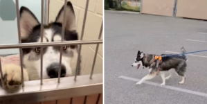 Dog Waits 532 Days in Shelter, Then Comes Happy Ending