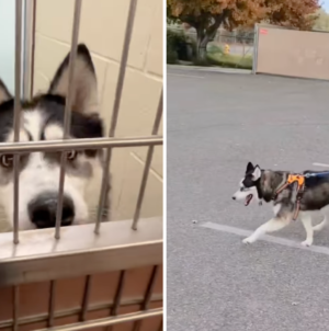 Dog Waits 532 Days in Shelter, Then Comes Happy Ending