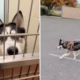 Dog Waits 532 Days in Shelter, Then Comes Happy Ending