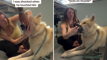 Woman Takes Wolf Dog to the Vet, Left ‘Shocked’ at How He’s Treated