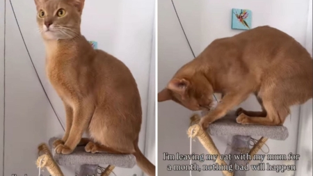 Woman returns after month away, can’t believe what mom did to her cat