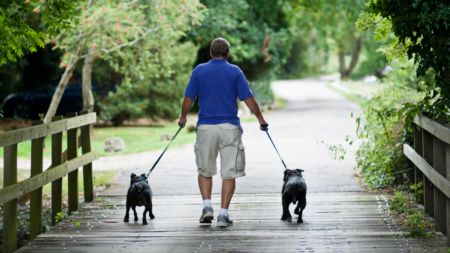 Owners Plead for Help After Adopting Second, Deaf Dog Goes Horribly Wrong