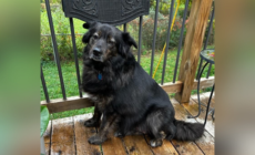 Dog Back at Rescue for 2nd Time—Rescuers Can’t Believe the Change