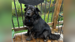 Dog Back at Rescue for 2nd Time—Rescuers Can’t Believe the Change