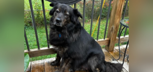 Dog Back at Rescue for 2nd Time—Rescuers Can’t Believe the Change