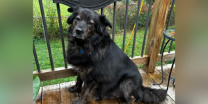 Dog Back at Rescue for 2nd Time—Rescuers Can’t Believe the Change