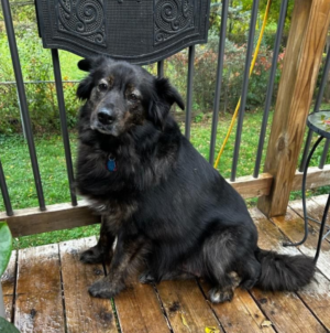 Dog Back at Rescue for 2nd Time—Rescuers Can’t Believe the Change