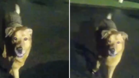 Missing Woman Rescued After Dog Leads Cops to Her Side