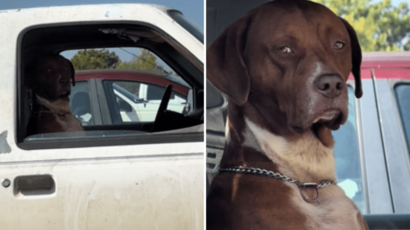 Dog Filmed in Car Gives Side-Eye—Viewers Can’t Handle How Human She Looks