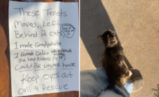 Heartbreak Over Note Taped to Door As Tenants Move—but Leave Pets Behind – Newsweek
