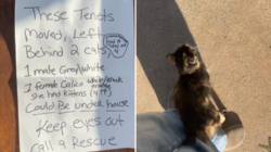 Heartbreak Over Note Taped to Door As Tenants Move—but Leave Pets Behind – Newsweek
