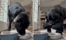 Labrador Tries to Feed Her Favorite Toy, Viewers Obsessed: ‘Her Baby’
