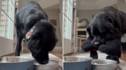 Labrador Tries to Feed Her Favorite Toy, Viewers Obsessed: ‘Her Baby’