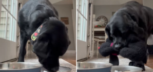 Labrador Tries to Feed Her Favorite Toy, Viewers Obsessed: ‘Her Baby’