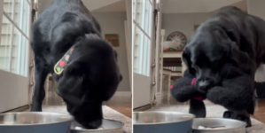 Labrador Tries to Feed Her Favorite Toy, Viewers Obsessed: ‘Her Baby’