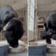 Labrador Tries to Feed Her Favorite Toy, Viewers Obsessed: ‘Her Baby’