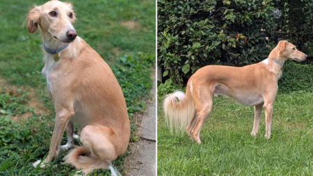 Dog Owner Curious About Rescue’s Unusual Features, Then Comes DNA Results