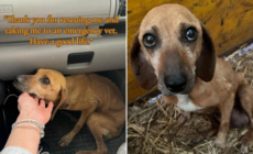 Pregnant Senior Dog Found on Road Side but There’s a Heartwarming Twist