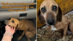 Pregnant Senior Dog Found on Road Side but There’s a Heartwarming Twist
