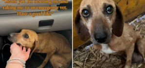 Pregnant Senior Dog Found on Road Side but There’s a Heartwarming Twist