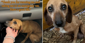Pregnant Senior Dog Found on Road Side but There’s a Heartwarming Twist
