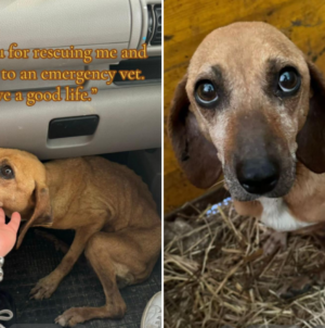 Pregnant Senior Dog Found on Road Side but There’s a Heartwarming Twist