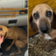 Pregnant Senior Dog Found on Road Side but There’s a Heartwarming Twist