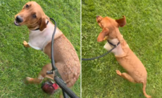 Hearts Melt Over Labrador Puppy’s First Walk After Having Leg Amputated