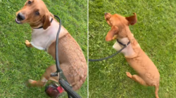 Hearts Melt Over Labrador Puppy’s First Walk After Having Leg Amputated