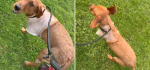 Hearts Melt Over Labrador Puppy’s First Walk After Having Leg Amputated