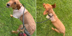 Hearts Melt Over Labrador Puppy’s First Walk After Having Leg Amputated