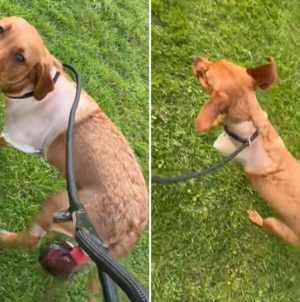 Hearts Melt Over Labrador Puppy’s First Walk After Having Leg Amputated