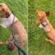 Hearts Melt Over Labrador Puppy’s First Walk After Having Leg Amputated