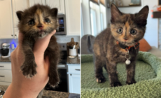 Man Finds 3-Week-Old Kitten on Construction Site, Knows What to Do Next